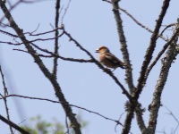 2016-05-21 12h51m45 - Appelvink - Kemeri - Cor Martijn